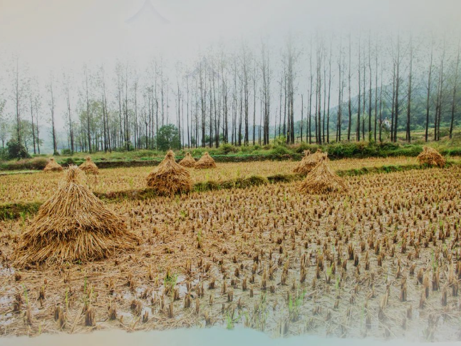 肥土不废，沃土“搬场”