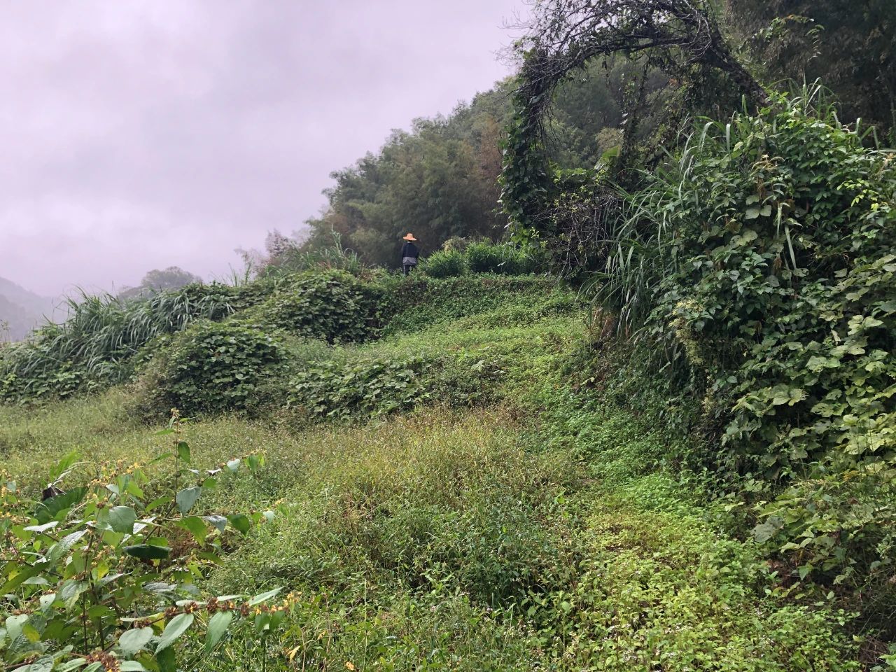 广量规划 | 我司地皮整治项目二次荣登央视，荒地变良田，智绘好丰景